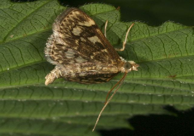 Herpetogramma thestialis? Crambidae