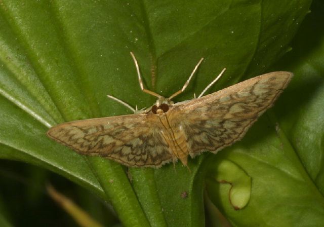 Herpetogramma thestialis? Crambidae