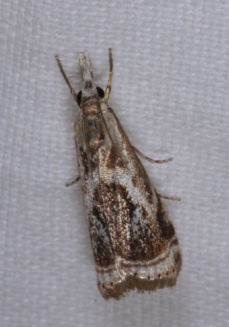 Microcrambus elegans Crambidae