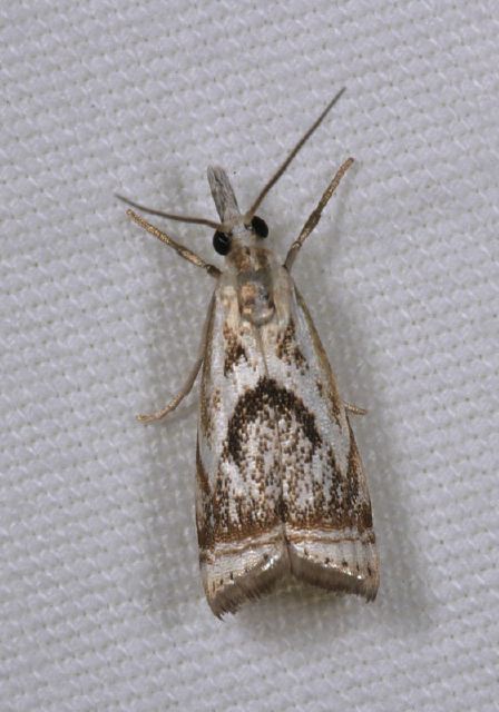 Microcrambus elegans Crambidae