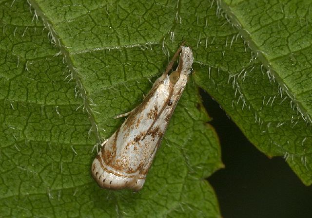 Microcrambus elegans Crambidae