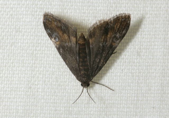 Synclita obliteralis Crambidae