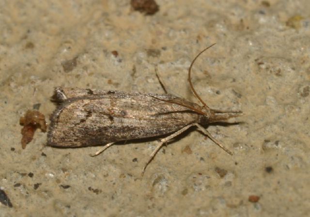 Neodactria caliginosellus Crambidae