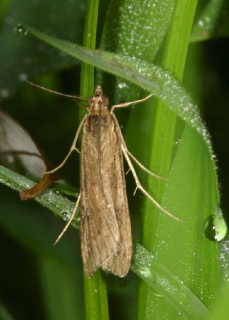 Nomophila nearctica Crambidae