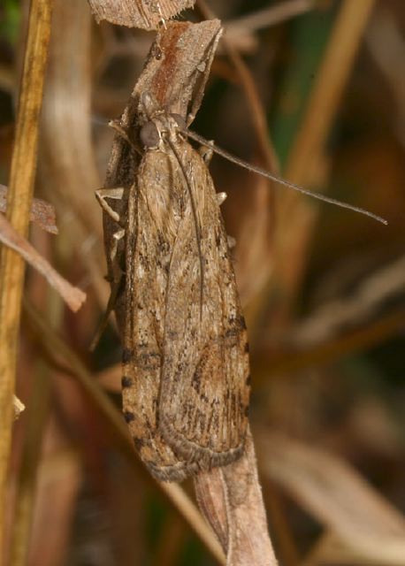 Nomophila nearctica Crambidae