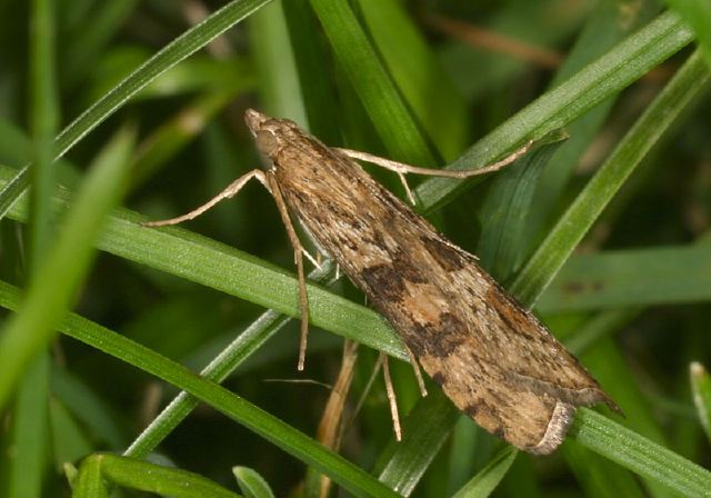 Nomophila nearctica Crambidae