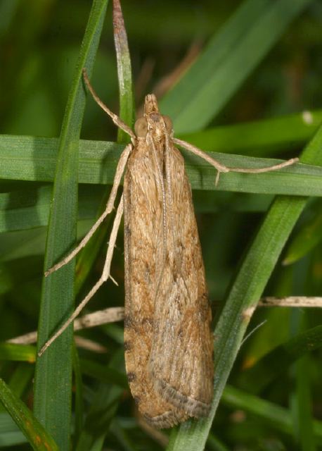 Nomophila nearctica Crambidae