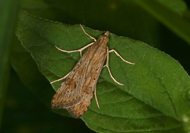 Nomophila nearctica Crambidae