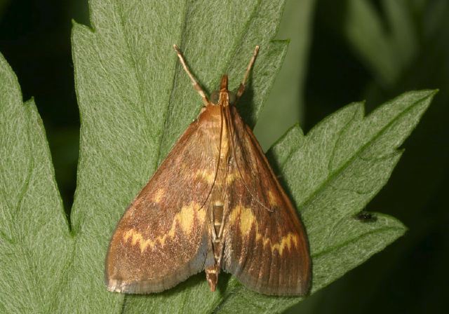 Ostrinia nubilalis Crambidae