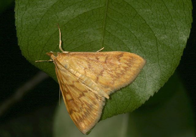 Ostrinia nubilalis Crambidae