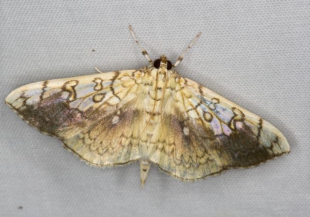 Pantographa limata Crambidae