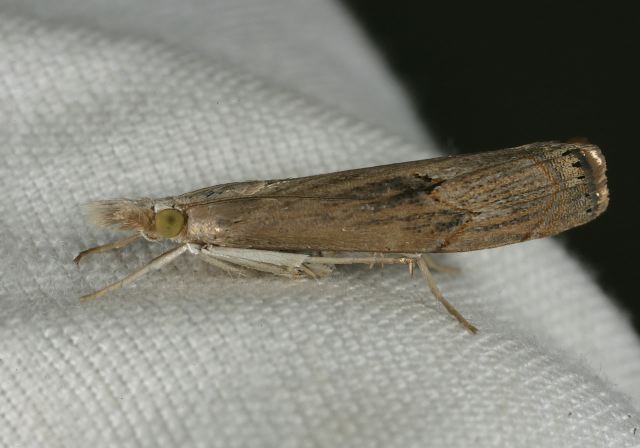 Parapediasia teterrella Crambidae