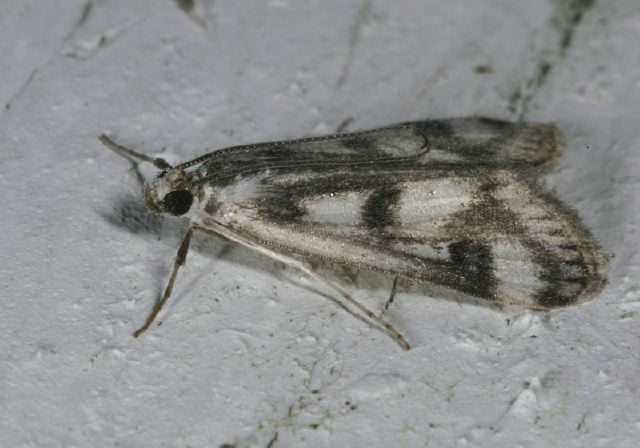 Parapoynx maculalis Crambidae