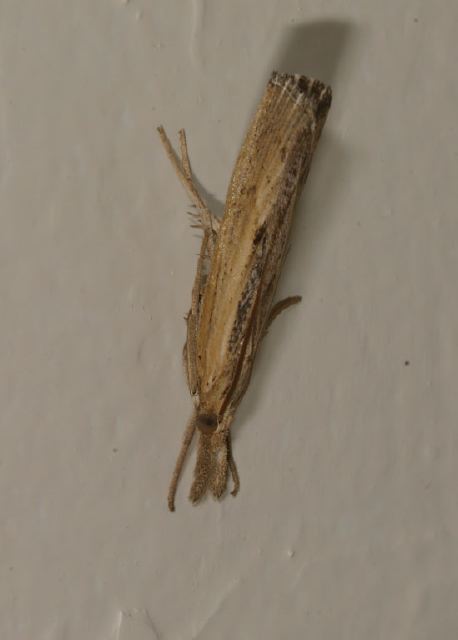 Pediasia trisecta Crambidae