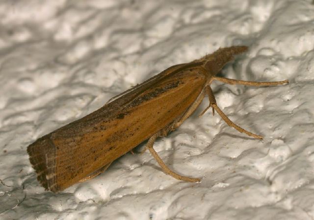 Pediasia trisecta Crambidae