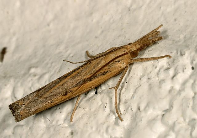 Pediasia trisecta Crambidae