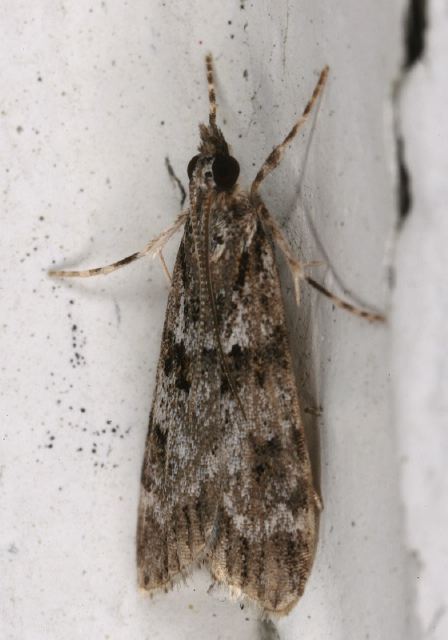 Scoparia basalis Crambidae