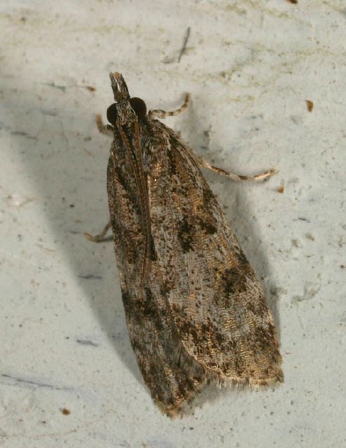 Scoparia basalis Crambidae