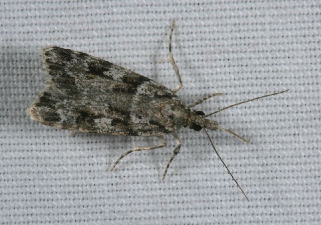 Scoparia biplagialis Crambidae