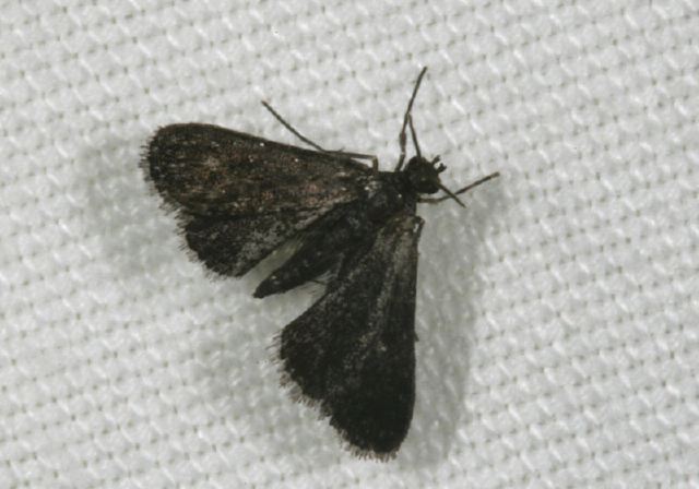 Synclita tinealis Crambidae