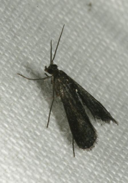 Synclita tinealis Crambidae