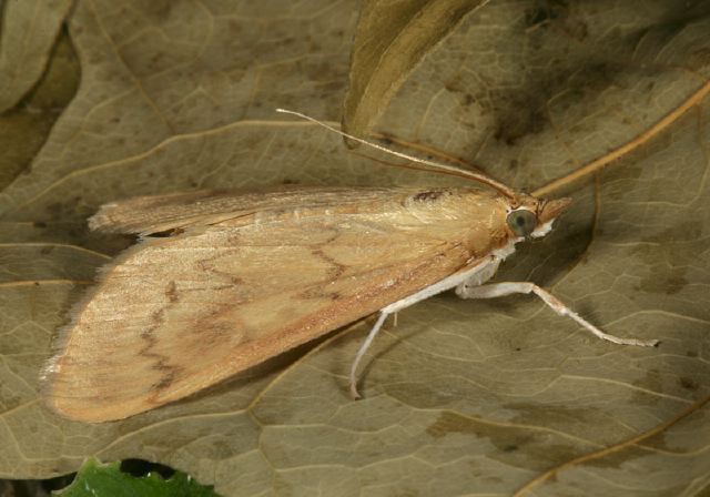 Ostrinia penitalis Crambidae