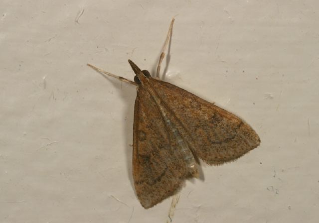 Udea rubigalis Crambidae