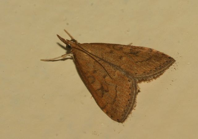 Udea rubigalis Crambidae