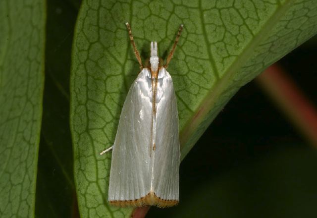 Urola nivalis Crambidae