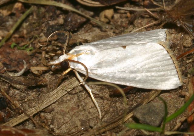 Urola nivalis Crambidae