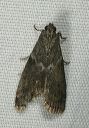 moth1119