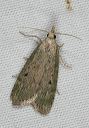 moth8433