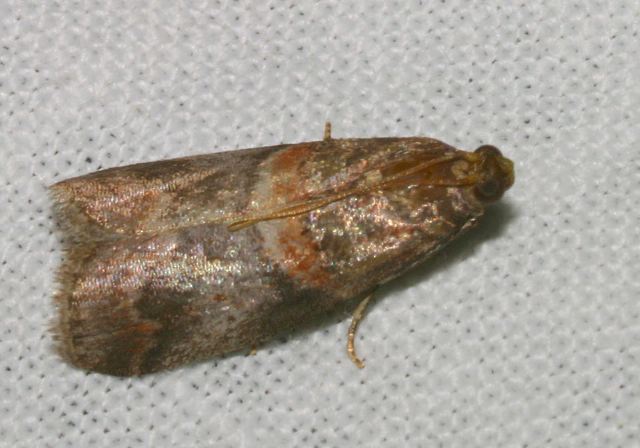 Acrobasis angusella? Pyralidae