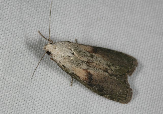 Aphomia sociella Pyralidae