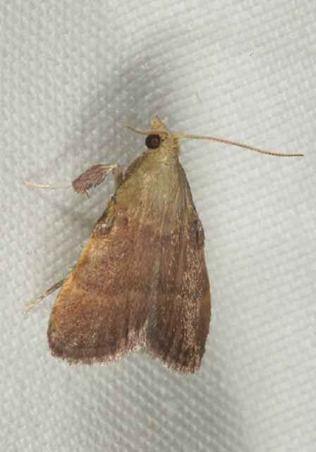 Condylolomia participalis Pyralidae