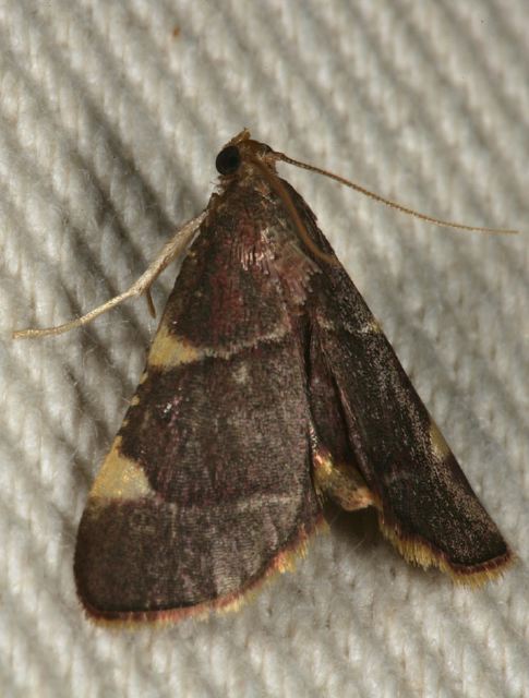 Dolichomia olinalis Pyralidae