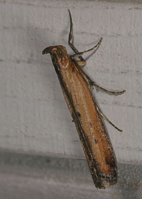 Elasmopalpus lignosellus Pyralidae