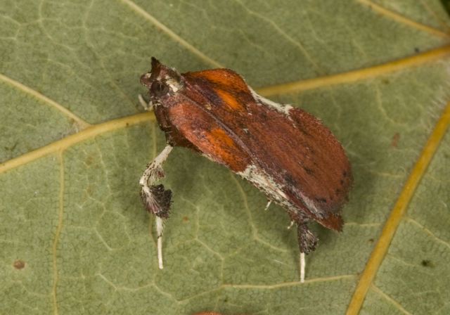 Galasa nigrinodis Pyralidae