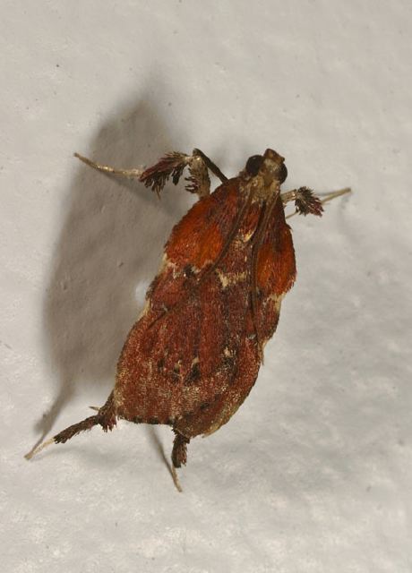 Galasa nigrinodis Pyralidae