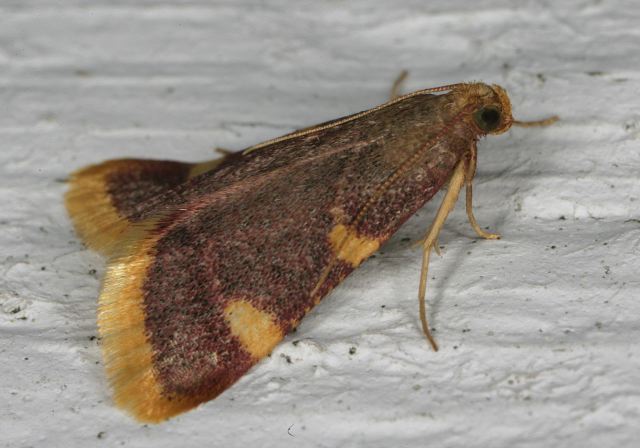 Hypsopygia costalis Pyralidae