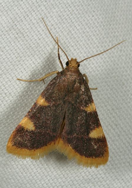 Hypsopygia costalis Pyralidae