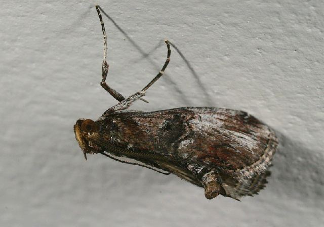 Jocara trabalis Pyralidae