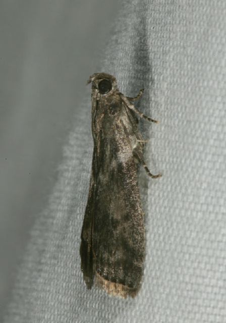 Oreana unicolorella Pyralidae