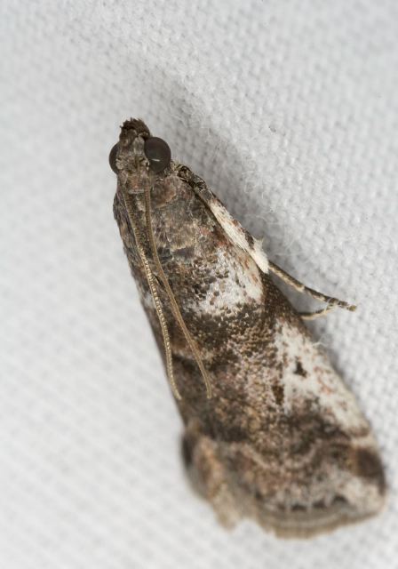 Sciota uvinella? Pyralidae