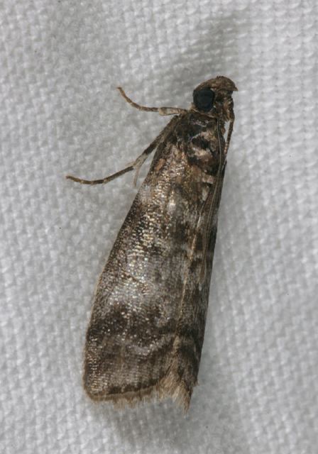 Sciota uvinella? Pyralidae