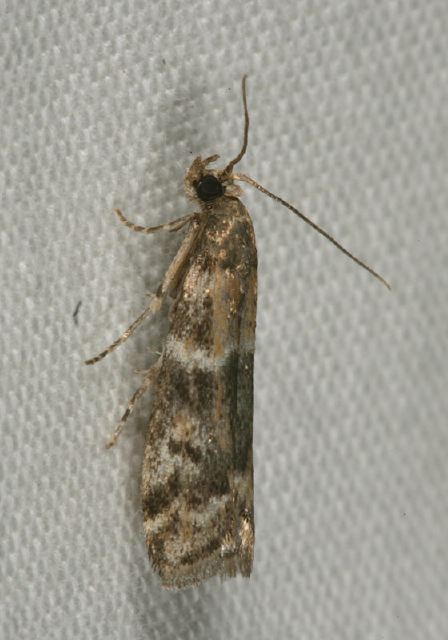 Vitula broweri? Pyralidae