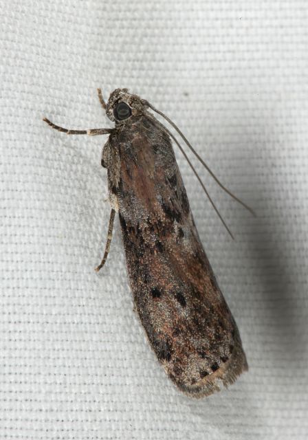 Nephopterix virgatella Pyralidae