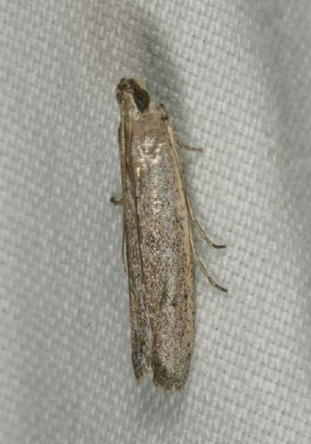 Phycitodes reliquellus? Pyralidae