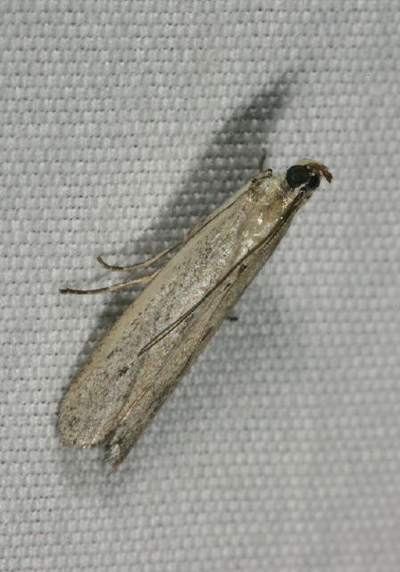 Phycitodes reliquellus? Pyralidae