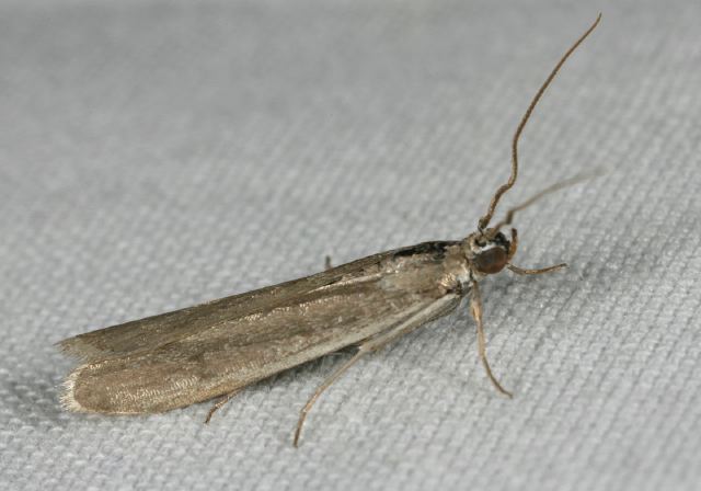 Homoeosoma sp. Pyralidae